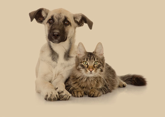 cias-petsteps-uniquefriendship-dogcat